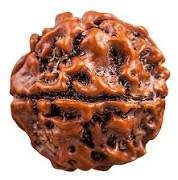 Rudraksha Item